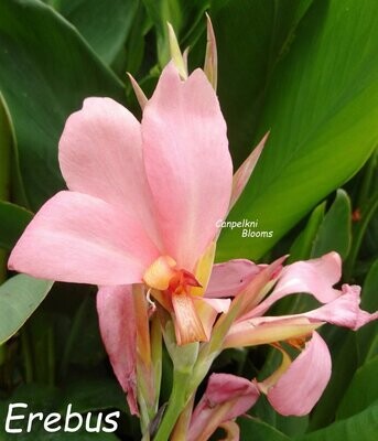 Canna Erebus, 1.6 meters tall