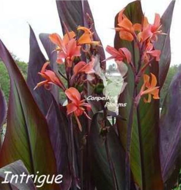 Canna Intrigue, 2.5 meters tall