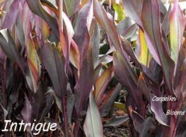 Canna Intrigue, 2.5 meters tall