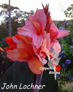 Canna John Lochner, 1.7m tall