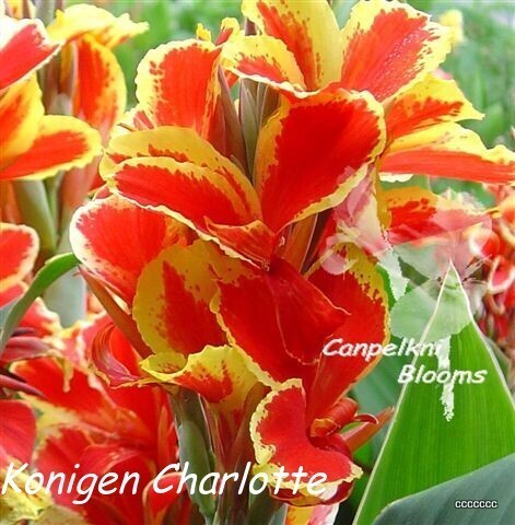 Canna Konigen Charlotte, 1.4 meters tall
