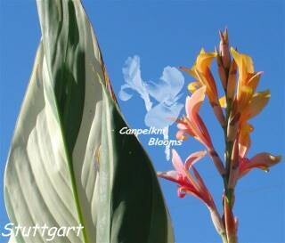 Canna Stuttgart, 3.3m tall