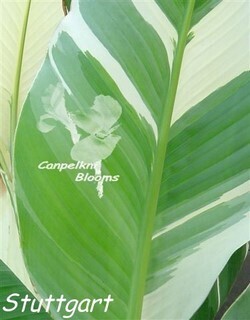 Canna Stuttgart, 3.3m tall