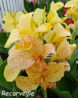 Canna Recurve, 1.6 meters tall