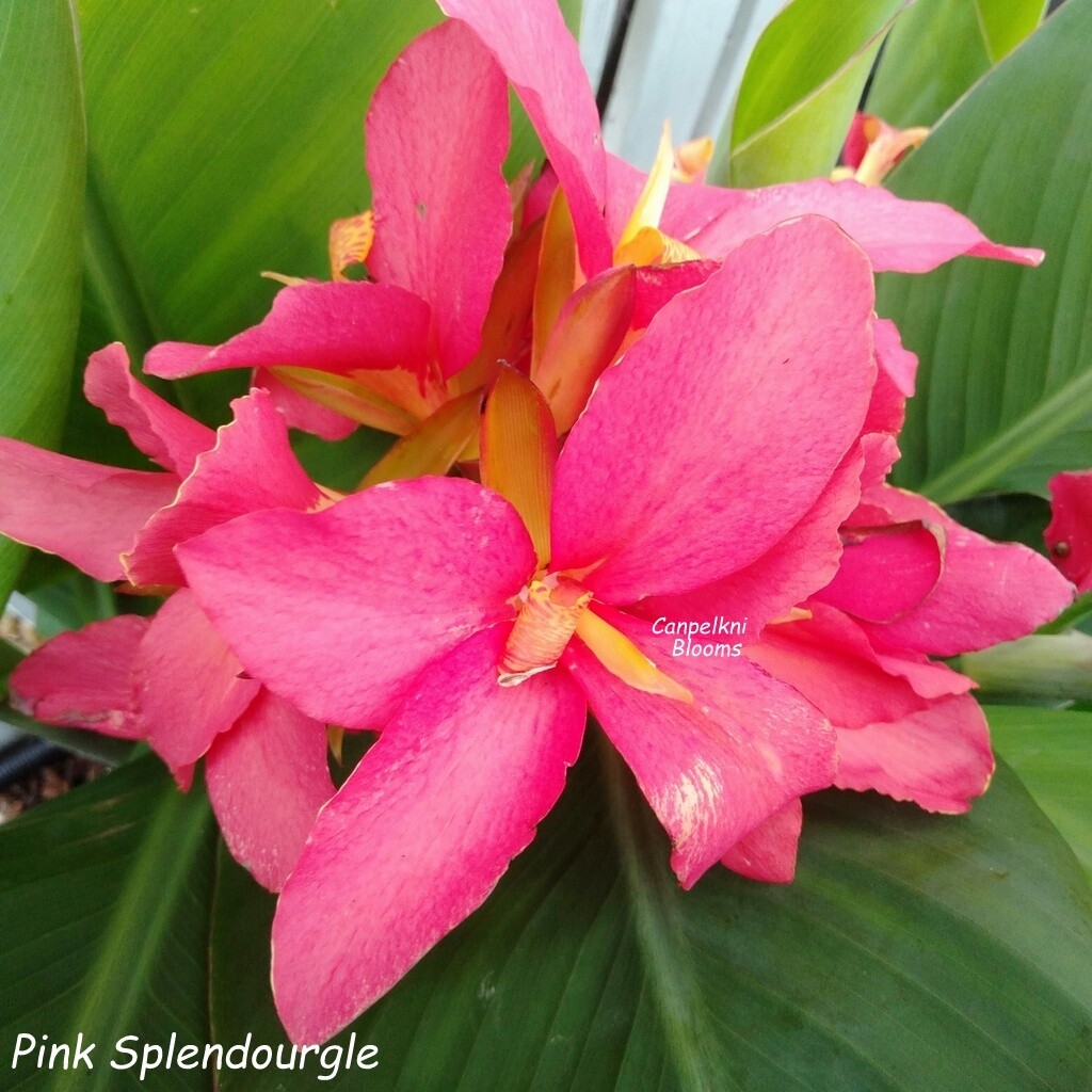 Canna Pink Splendour, 1.7 m tall