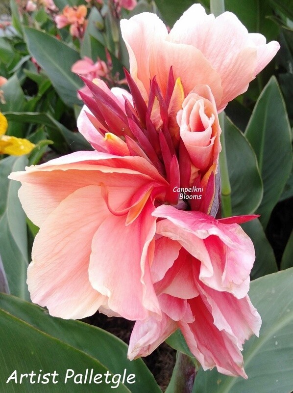 Canna Artist Palletgle, 1 meter tall