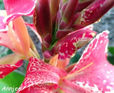 Canna Annjee, 1.5 meters tall