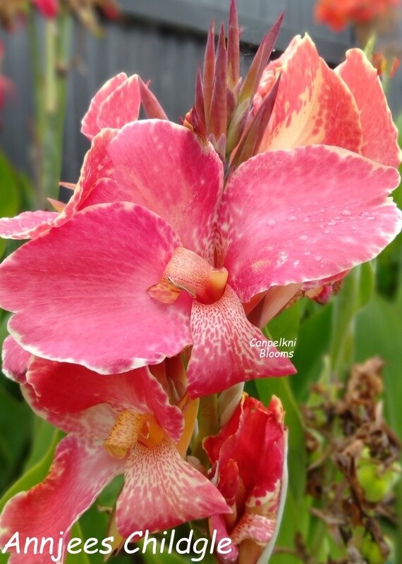 Canna Annjees Child, 1.2 meters tall