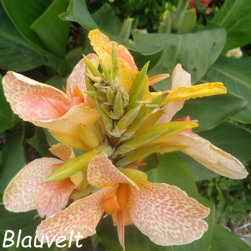 Canna Blauvelt, 1.5 meters tall