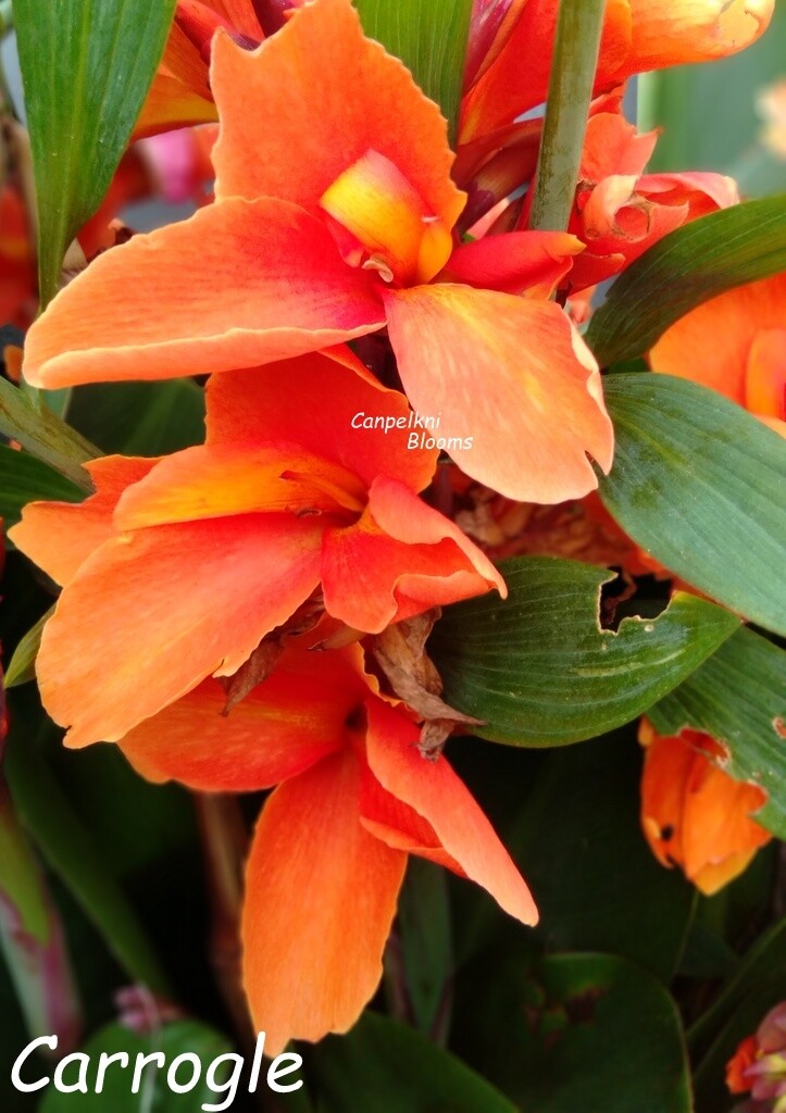 Canna Carrogle, 1.1 meters tall