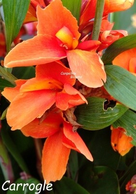 Canna Carrogle, 1.1 meters tall