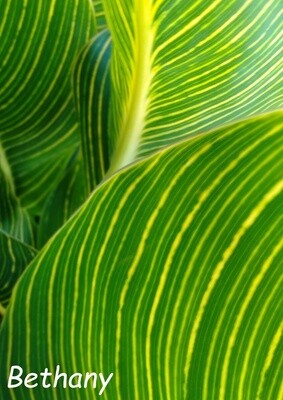 Canna Bethany, 1.8 meters tall