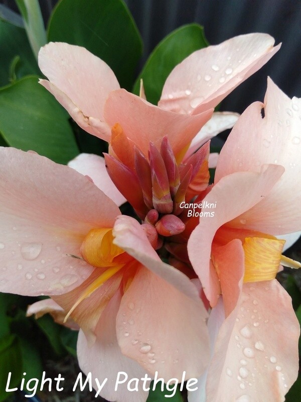 Canna Light My Path. 1.6 meters tall