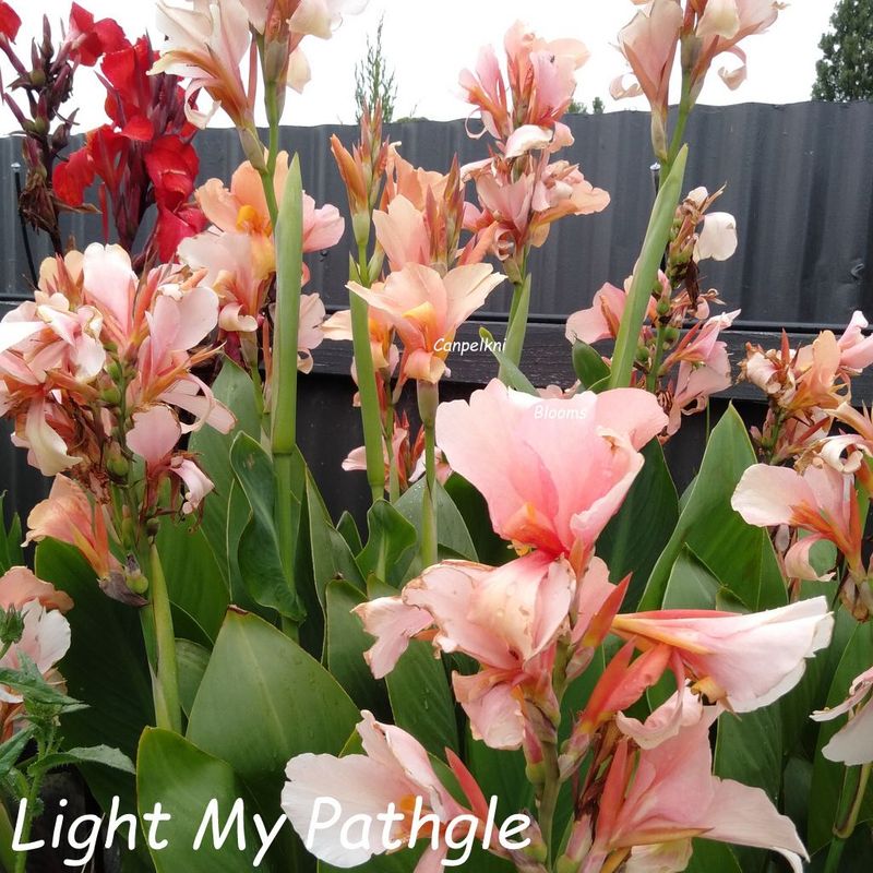 Canna Light My Path. 1.6 meters tall