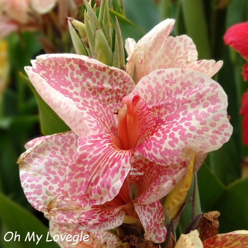 Canna Oh My Lovegle, 1.4 meters tall