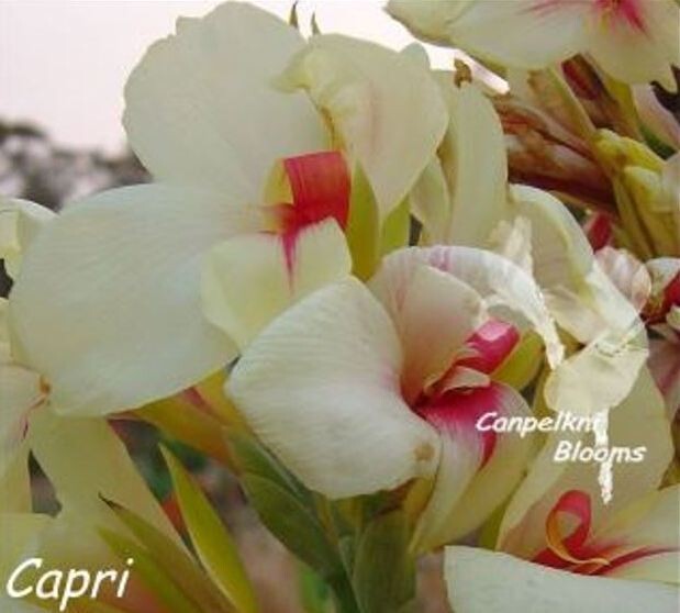 Canna Capri, 1.4 meters tall