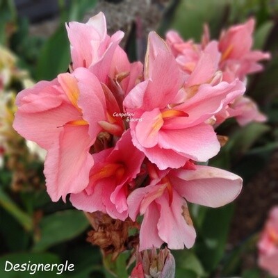 Canna Designer, 1.4 meters tall