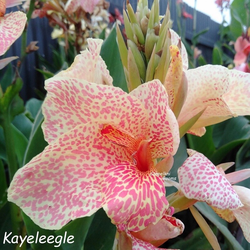 canna lily Kayelee