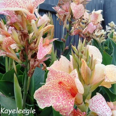  spotted canna lily Kayelee gle series