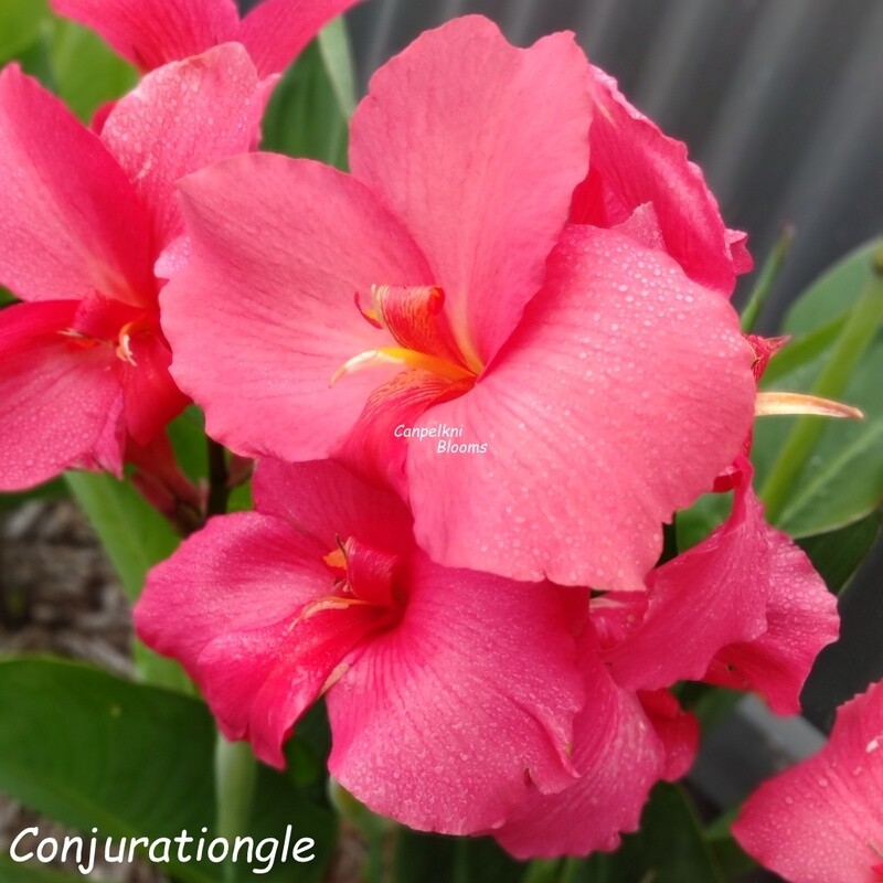 Canna Conjuration, 1.8+ meters tall