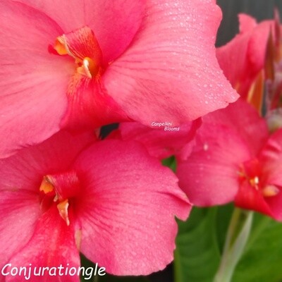 Canna Conjuration, 1.8+ meters tall