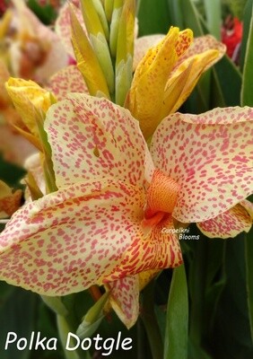 canna polka dotgle