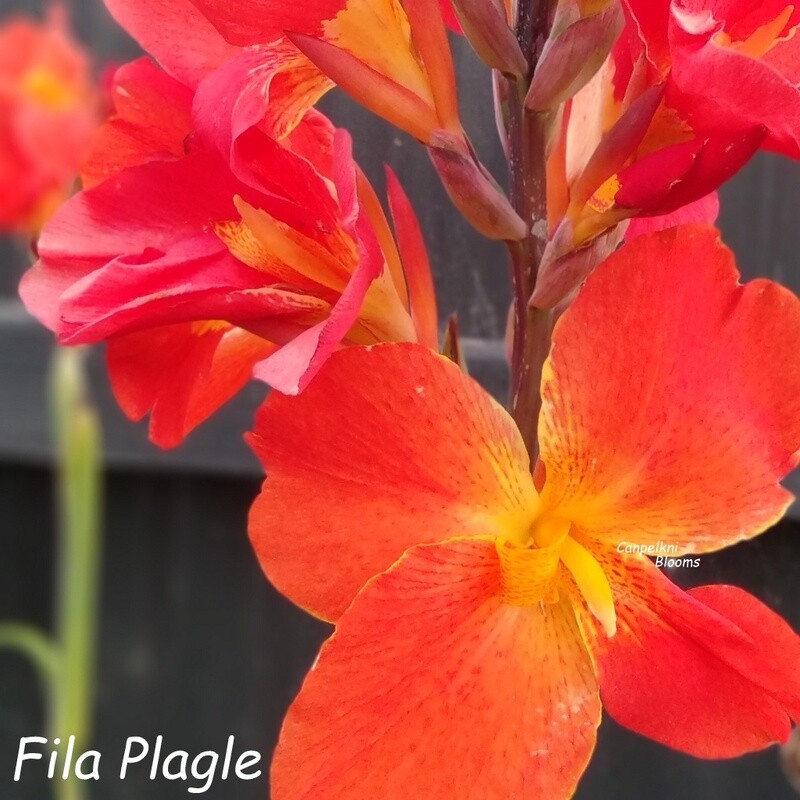 Canna Fila Plagle, 1.7 meters tall