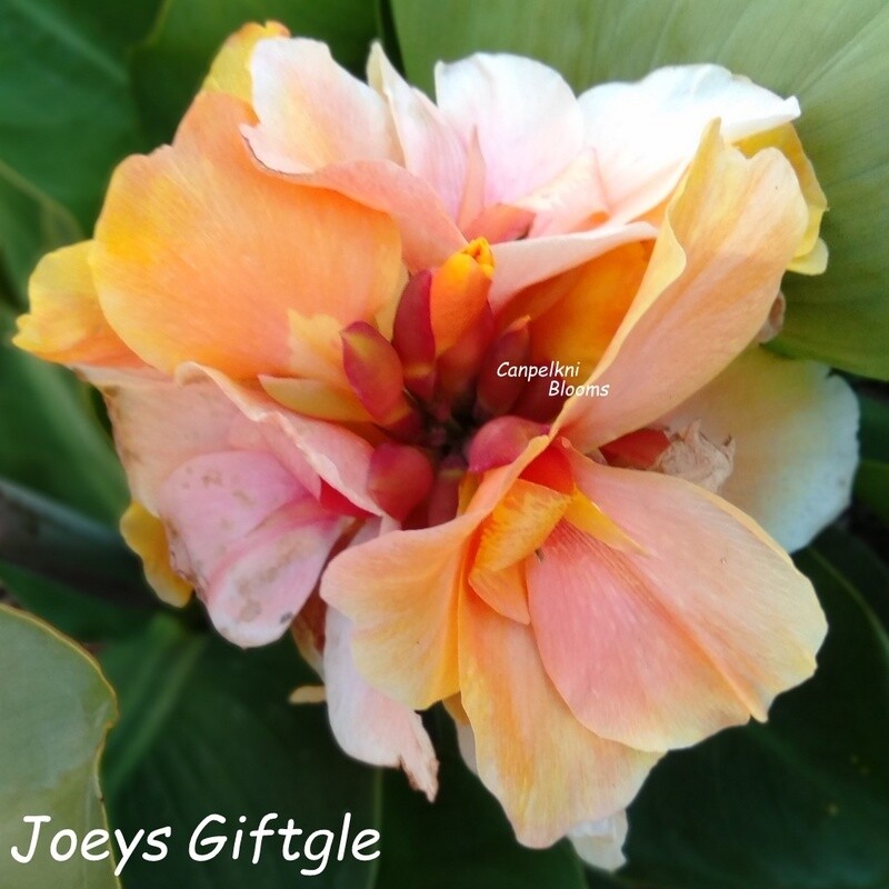 mango colored canna short garden plant Joeys Giftgle