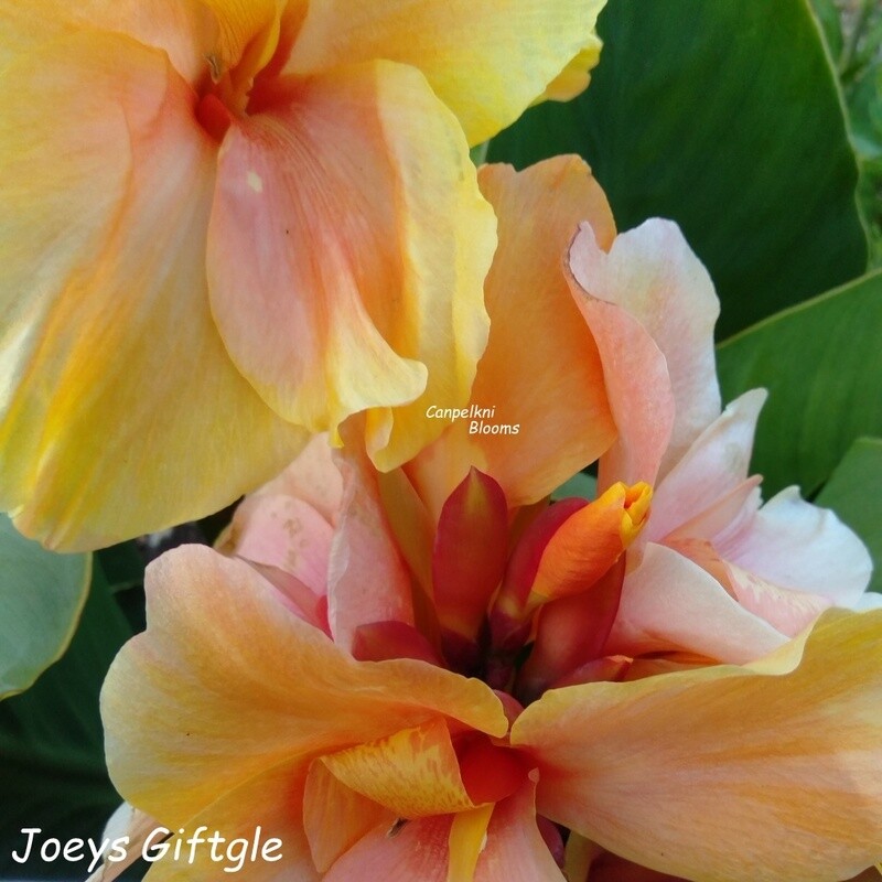 canna lily Joeys Gift gle cannas