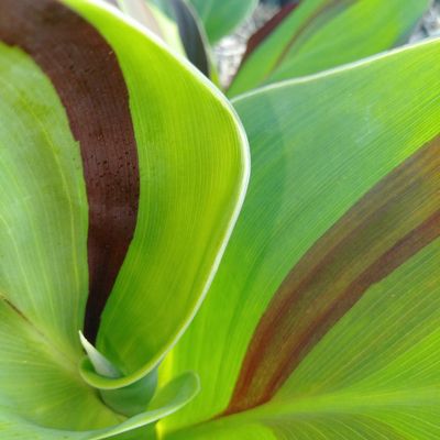 Canna Yellow King Humbert, 2.2 meters tall