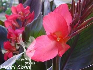 Canna Henri Cohn, 1.8 meters tall