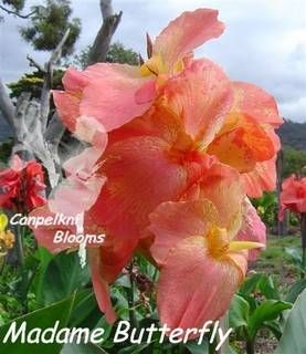 Canna Madame Butterfly, 1.7 m tall