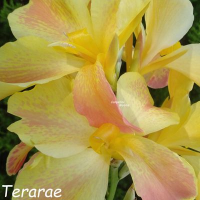 Canna Terarae, 1.2 m tall, New First Release