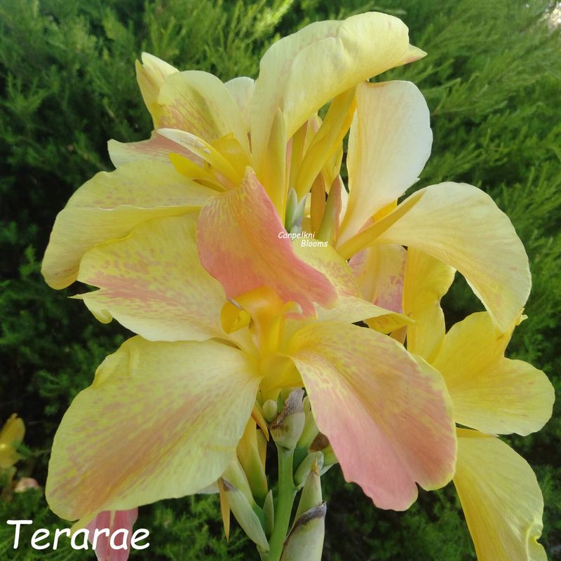 Canna Terarae, 1.3 meters tall, New First Release