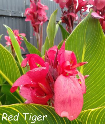 Canna Red Tiger, 1.7 meters tall