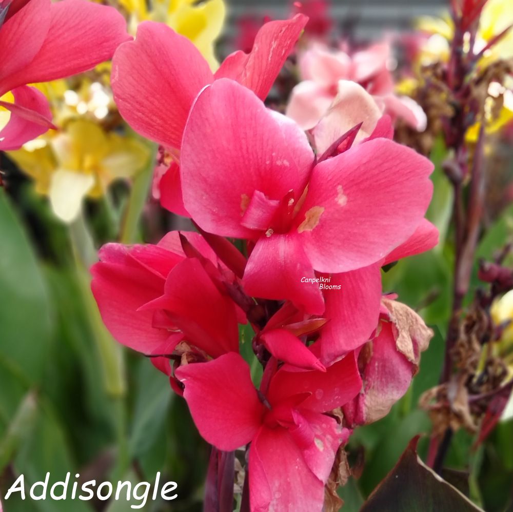 Canna Addisongle, 1.7 meters tall