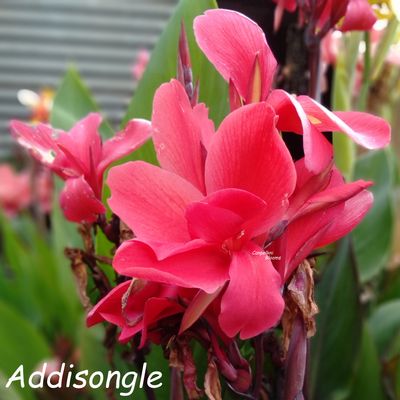 Canna Addisongle, 1.7 meters tall