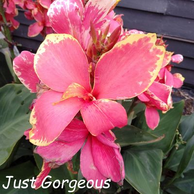 Canna Just Gorgeous, 1.5 meters tall