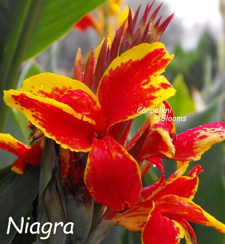 Canna Niagara, 80 cm tall