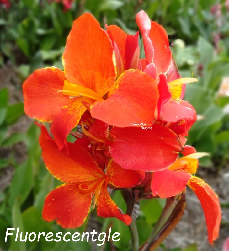 Canna Fluorescent, 1.7 meters tall