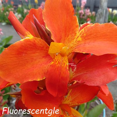 Canna Fluorescent, 1.7 meters tall