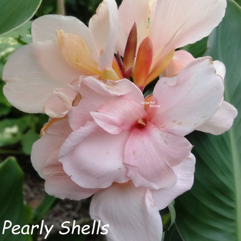 Canna Brae Pearly Shells, 1.1 meters tall