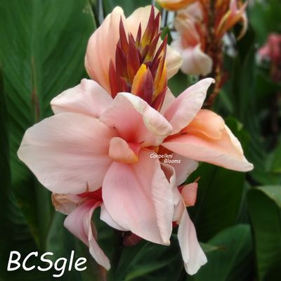 Canna BCS, 85 cm tall