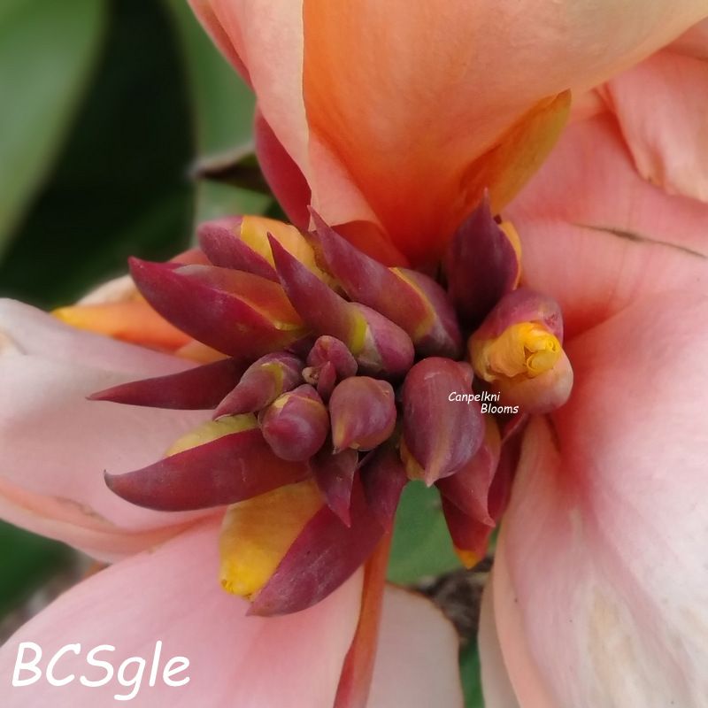 Canna BCS, 85 cm tall