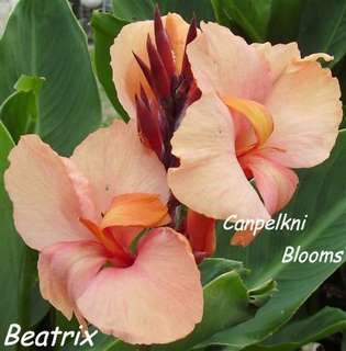 Canna Beatrix, 1 meter tall