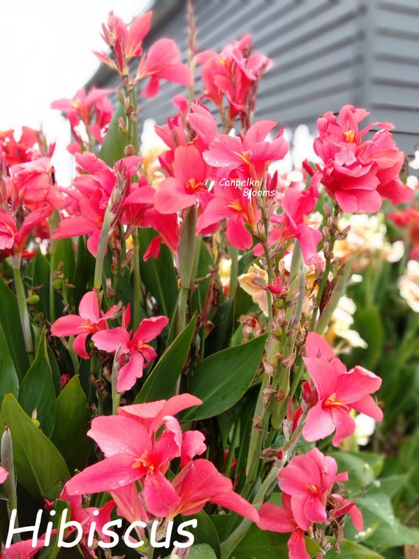Canna Hibiscus, 1.7 meters tall