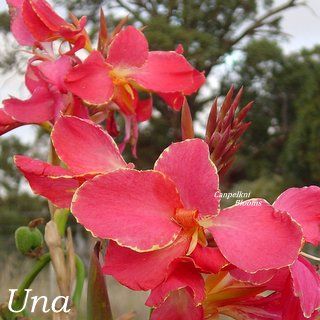 Canna Una, 1.7 meters tall