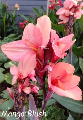 Canna Mango Blush, 1 meter tall