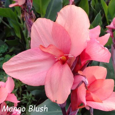 Canna Mango Blush, 1 meter tall