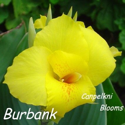 Canna Burbank, 1.9 meters tall